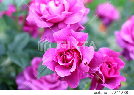 バラ 22412809