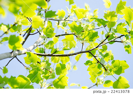 チューリップツリー 22413078