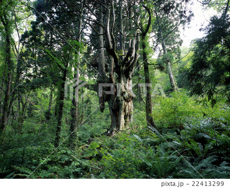 岩倉の乳房杉 岩倉の乳房杉 22413299