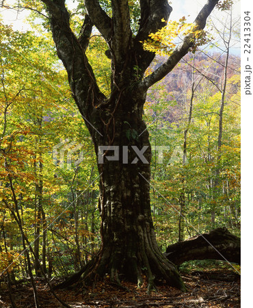 白神山地のぶなの木 白神山地のぶなの木 22413304