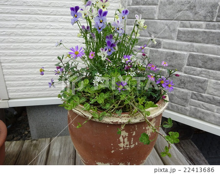 寄せ植え 寄せ植え 22413686