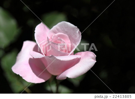 バラの花 22413805