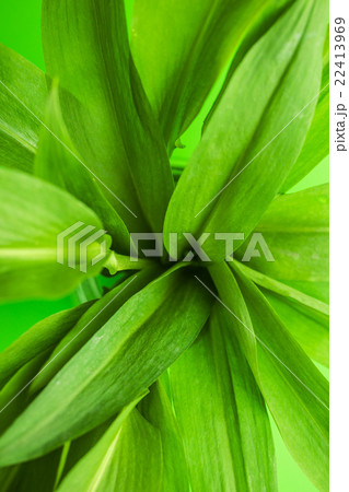 Fresh ramsons leaves. Fresh ramsons leaves. 22413969