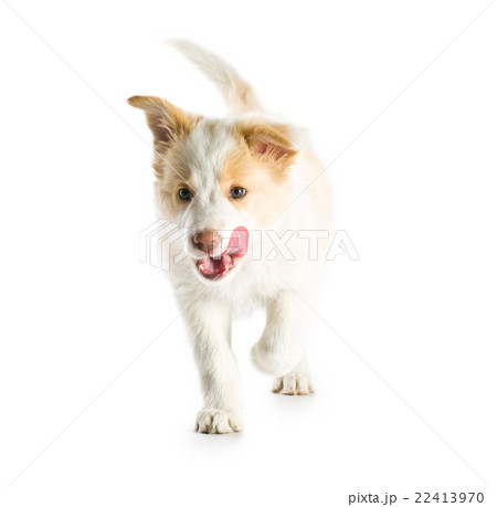 Border Collie puppy Border Collie puppy 22413970