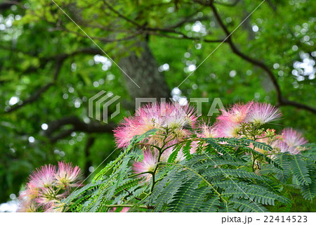 ネムノキの花 22414523