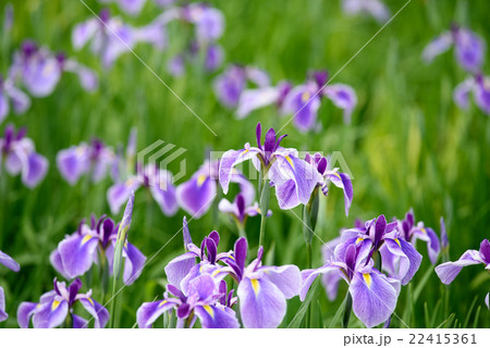 万博記念公園 菖蒲2 2016 万博記念公園 菖蒲2 2016 22415361