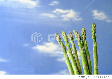 アスパラ アスパラガス アスパラ アスパラガス 22415427