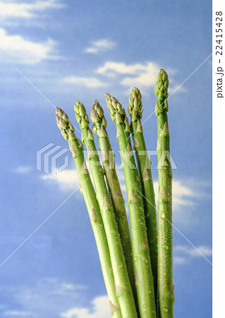アスパラ アスパラガス アスパラ アスパラガス 22415428