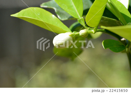 文旦のつぼみ 文旦のつぼみ 22415650