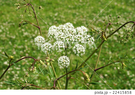 ドクゼリ ドクゼリ 22415858