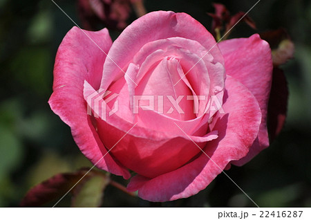 咲きだすベルナールビュッフェ 22416287