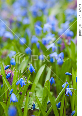 Spring flowers  22416474