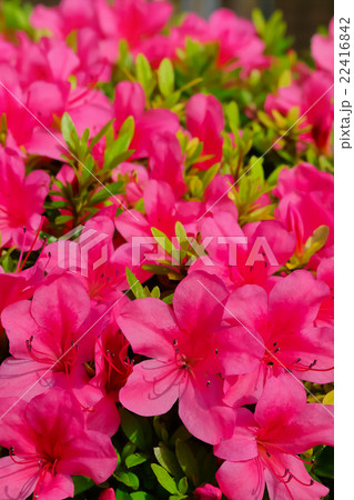 ツツジの花 ツツジの花 22416842
