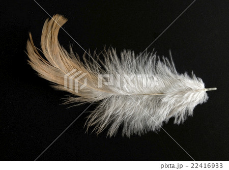feather feather 22416933