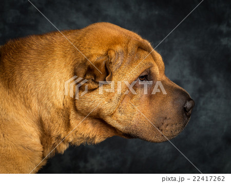 Shar Pei Dog Shar Pei Dog 22417262