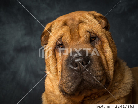 Shar Pei Dog 22417263