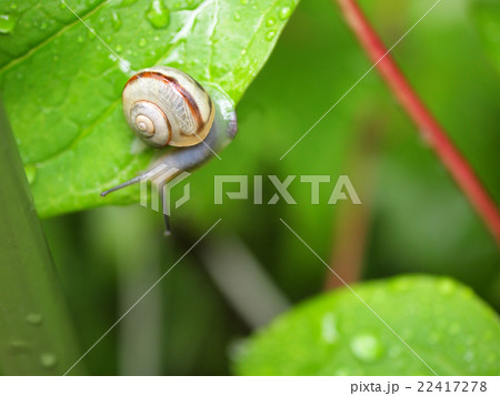 かたつむり 22417278