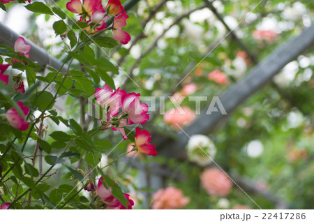 川島町平成の森公園バラの小径 22417286