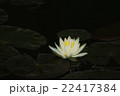 睡蓮 22417384