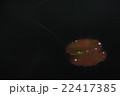 睡蓮の葉に水玉 22417385