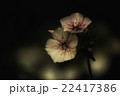 花 22417386