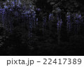 藤 22417389