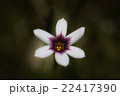 ニワゼキショウ 22417390