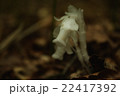 ギンリョウソウ 22417392