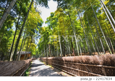 竹林の道 22417634