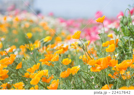 カリフォルニアポピー 22417642