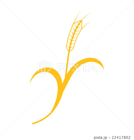 Ears of Wheat, Barley or Rye Ears of Wheat, Barley or Rye 22417802