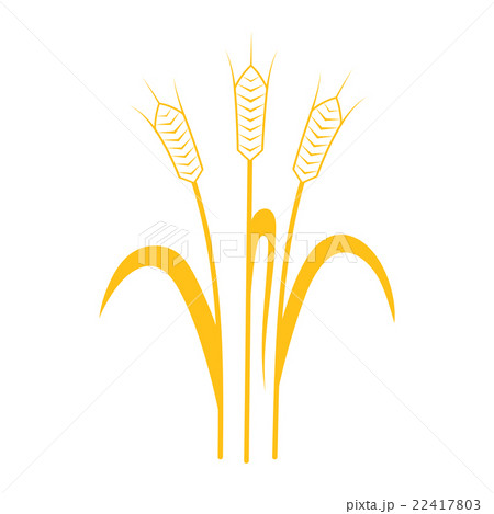 Ears of Wheat, Barley or Rye Ears of Wheat, Barley or Rye 22417803