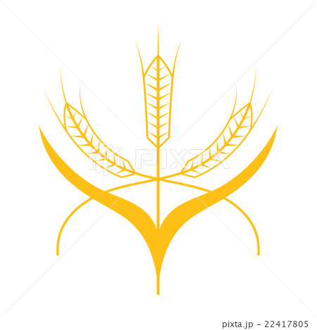 Ears of Wheat, Barley or Rye Ears of Wheat, Barley or Rye 22417805