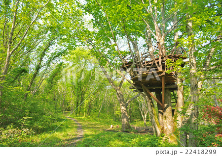 森のツリーハウス 22418299
