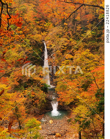 紅葉の大山滝 紅葉の大山滝 22418826