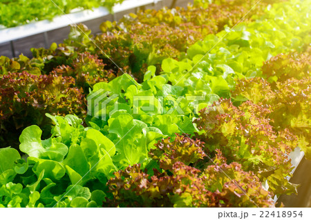 Organic hydroponic vegetable cultivation farm 22418954