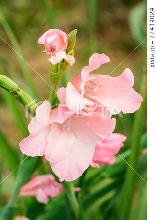 Gladiolus flower in the garden Gladiolus flower in the garden 22419024
