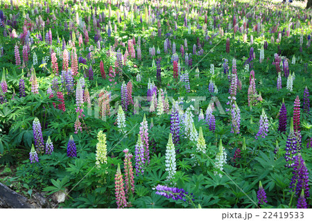 ルピナス 22419533
