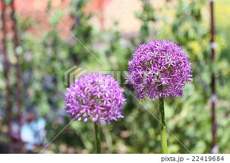 アリウムギガンチウムの花 22419684