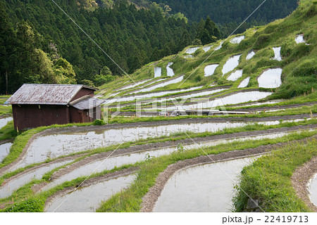 丸山千枚田 22419713