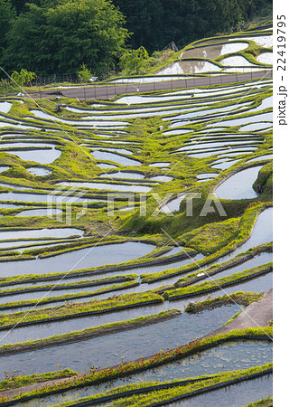 丸山千枚田 22419795