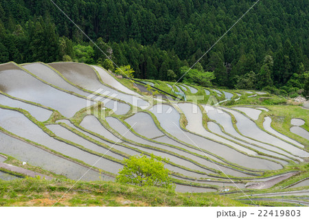 丸山千枚田 22419803