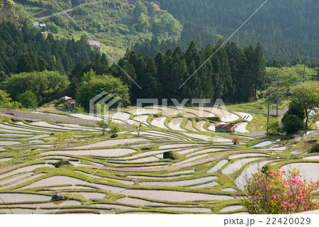 丸山千枚田 22420029