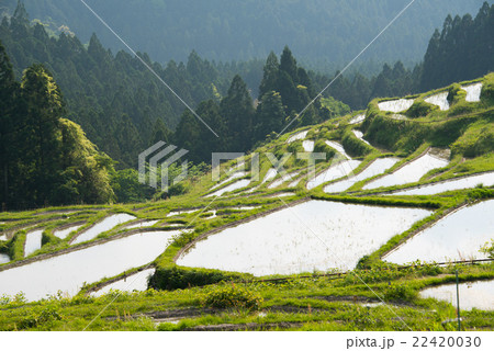 丸山千枚田 22420030