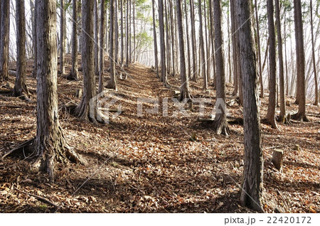 植林帯の登山道 22420172