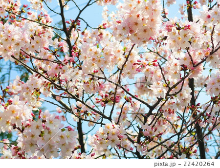 桜の花のある風景 桜の花のある風景 22420264