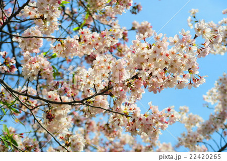 桜の花のある風景 桜の花のある風景 22420265