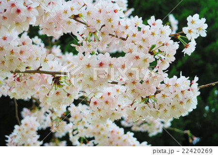 桜の花のある風景 桜の花のある風景 22420269