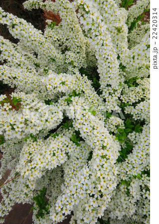 ユキヤナギの花のある風景 22420314