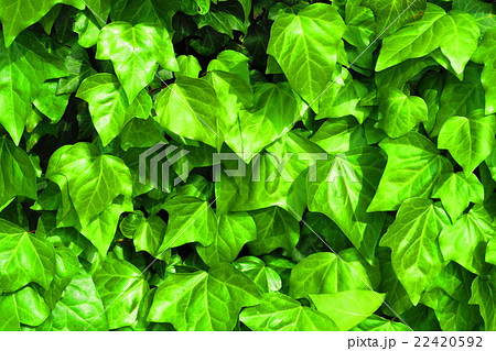 ツタ植物による壁面緑化の写真素材